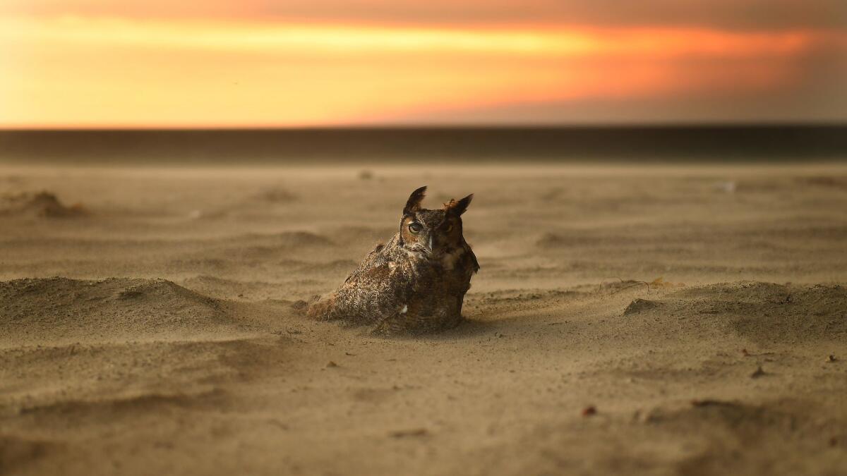 The image that went viral: an owl sits on the beach in Malibu during the Woolsey Fire.