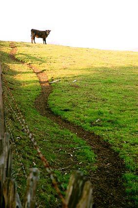 A pasture