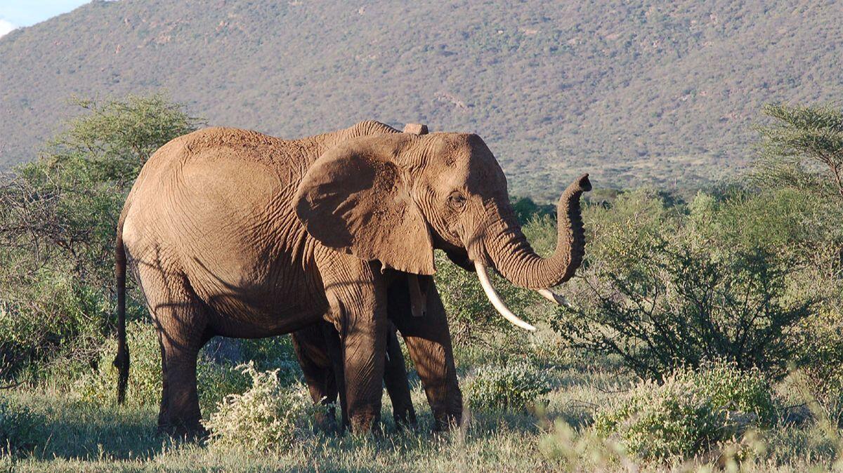 Elephants like this one from Samburu National Reserve in Kenya are in decline as poachers continue to hunt them, a new study of seized ivory finds.