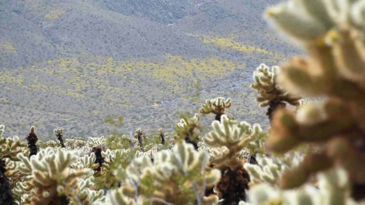 The Cholla Cactus Garden is along Pinto Basin Road in the middle of Joshua Tree National Park. The hills beyond the chollas are dotted with yellow spring blooms.