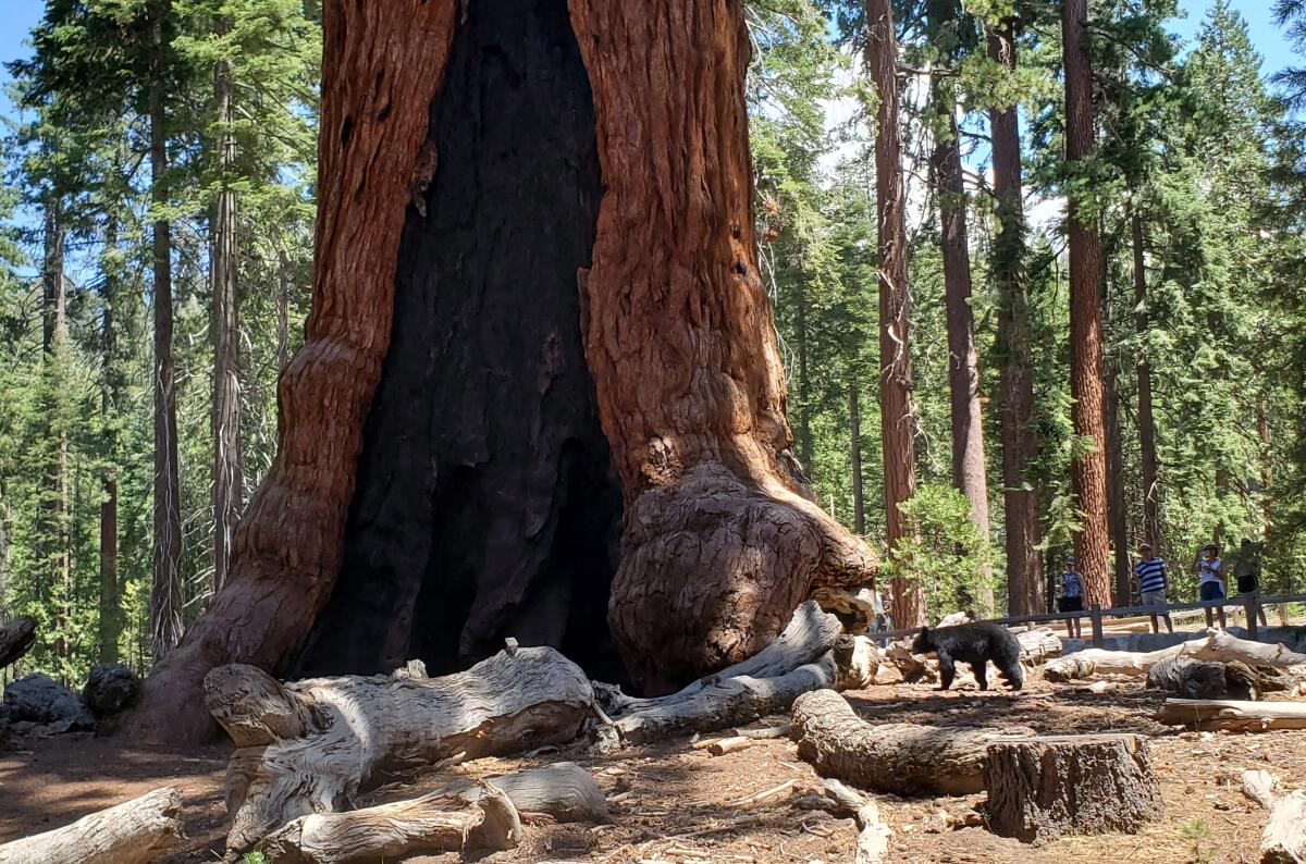 Several people stand watching a black bear near a very large tree in a forest.