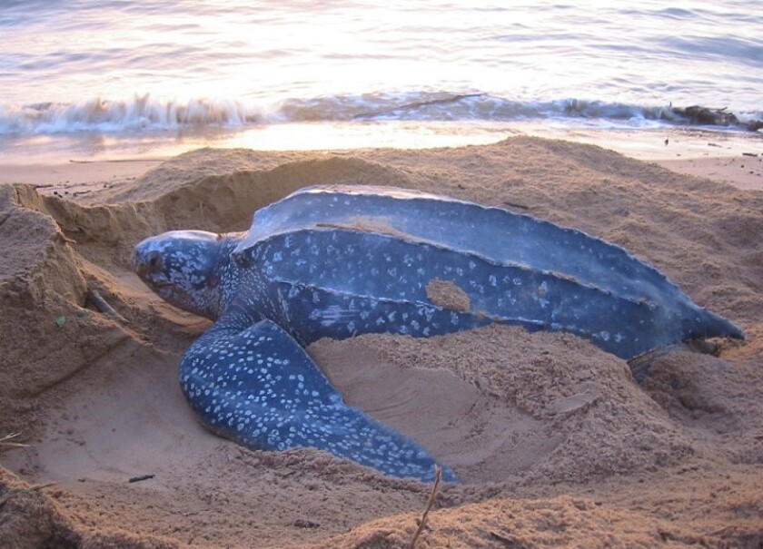 A new court decision protects leatherback sea turtles by suspending longline fishing, which can entangle the animals.