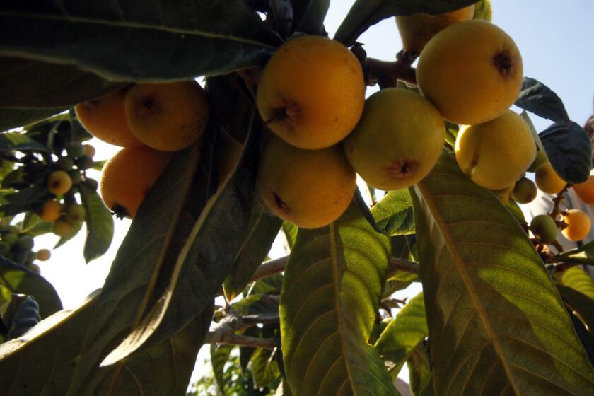 LOS ANGELES, CA., MARCH 28, 2014: 2014 image of a loquat tree on 42nd Place in Los Angeles. 