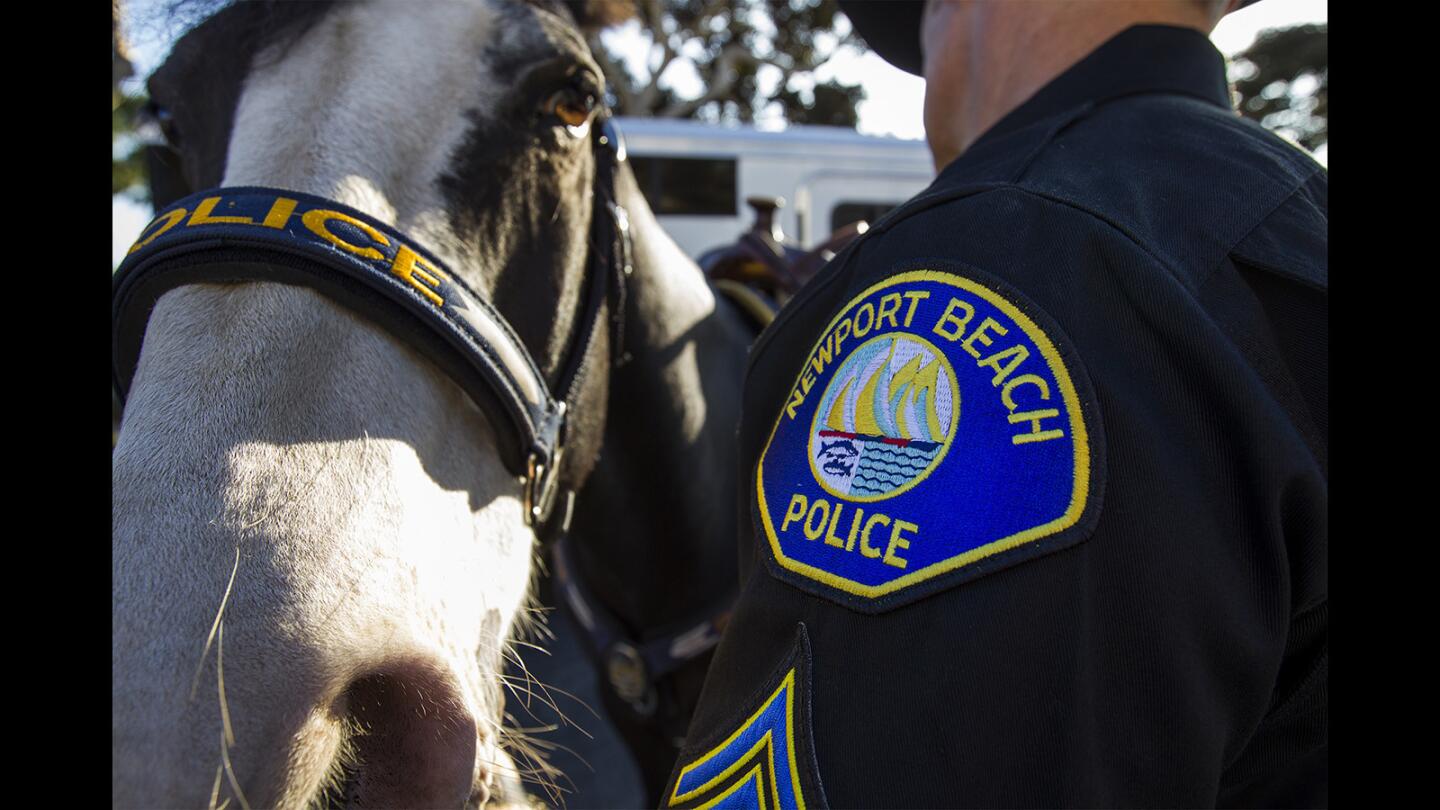 Photo Gallery: Newport Beach Police mounted unit