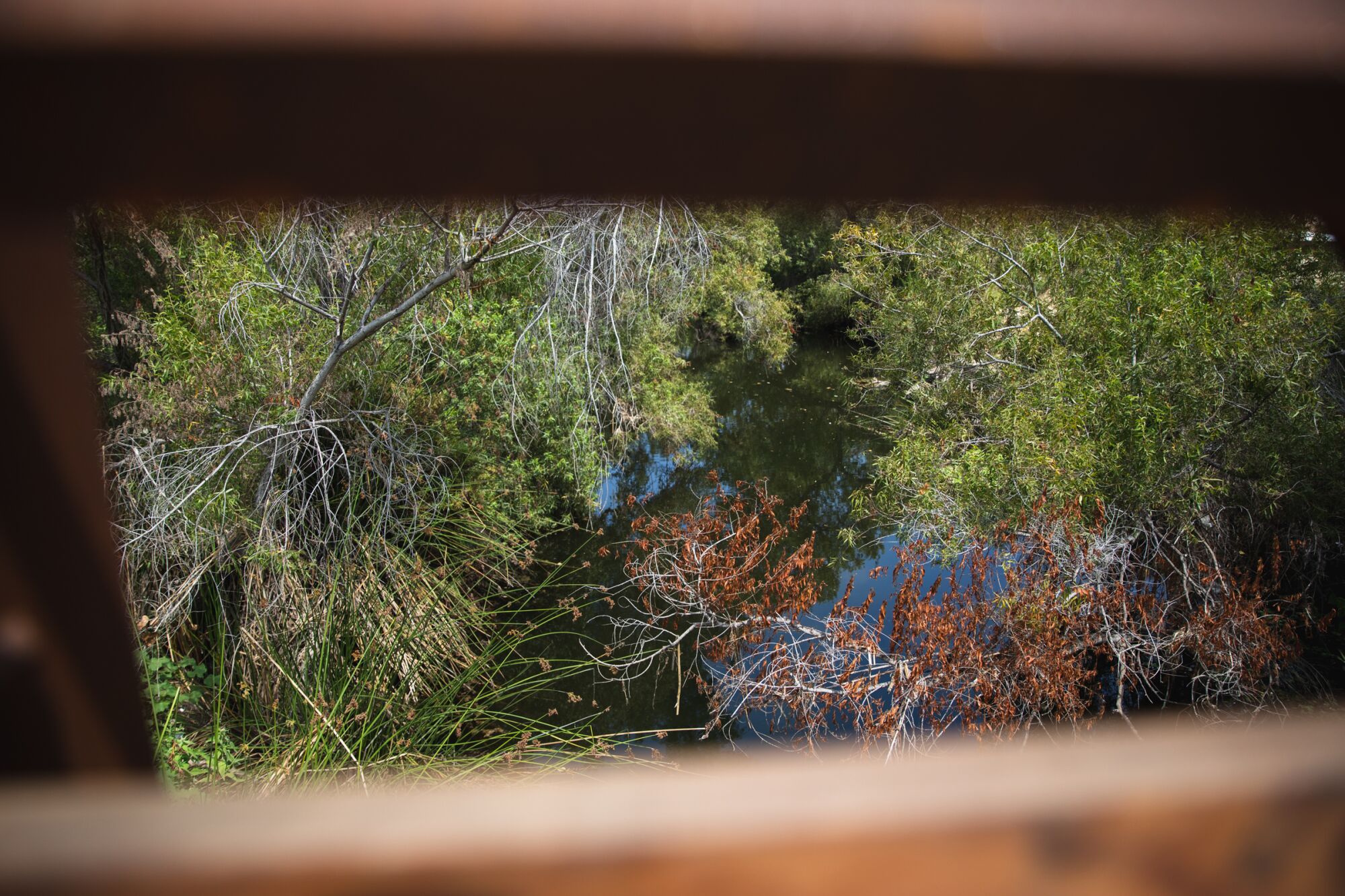 The San Diego River restoration