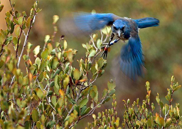 Scientists, worried that the West Nile virus could destroy the rare island scrub jay on Santa Cruz Island, are trapping and vaccinating the birds one by one. The jays are lured into boxes with a peanut or caught in a net. Researchers then administer a high-tech vaccine developed in just the last couple of years. See full story