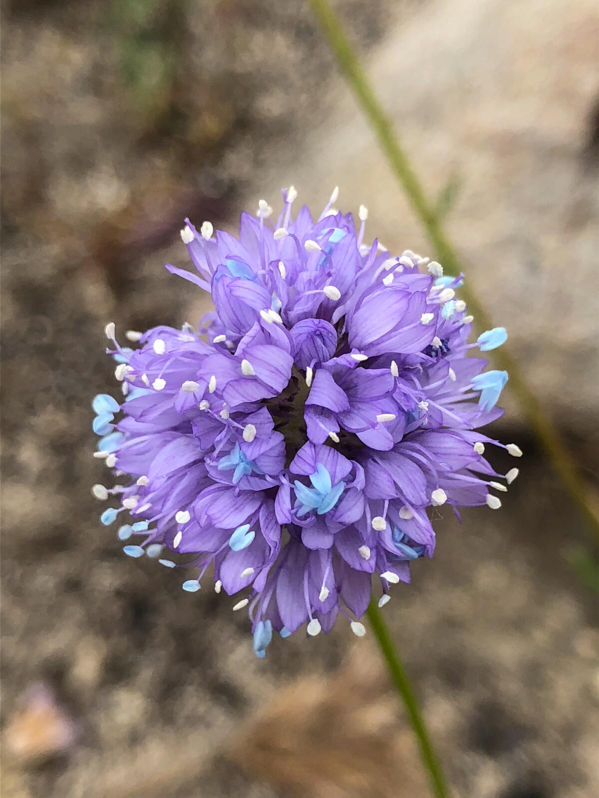The gillia wildflower, a lavender-color flower 
