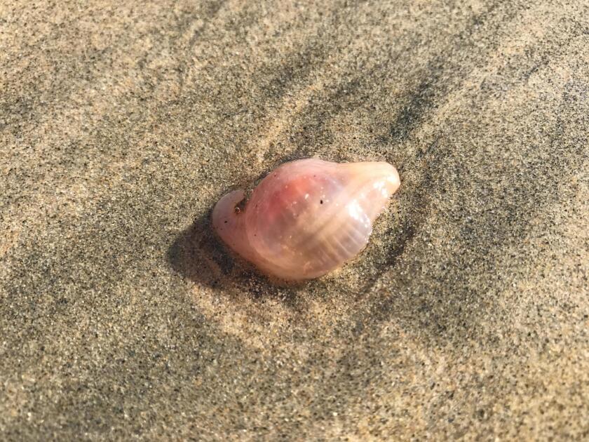 This pink gelatinous creature, pictured Tuesday on the sand in Huntington Beach, is a burrowing sea cucumber, according to a UC Irvine professor.