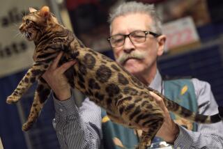 SAN DIEGO, September 4, 2016 | Cat judge Alberto Leal holds up a cat as he judges Bengal cats during the TICA America's Finest Felines cat show at the Town and Country Resort and Convention Center in San Diego on Sunday. | Photo by Hayne Palmour IV/San Diego Union-Tribune/Mandatory Credit: HAYNE PALMOUR IV/SAN DIEGO UNION-TRIBUNE/ZUMA PRESS San Diego Union-Tribune Photo by Hayne Palmour IV copyright 2016