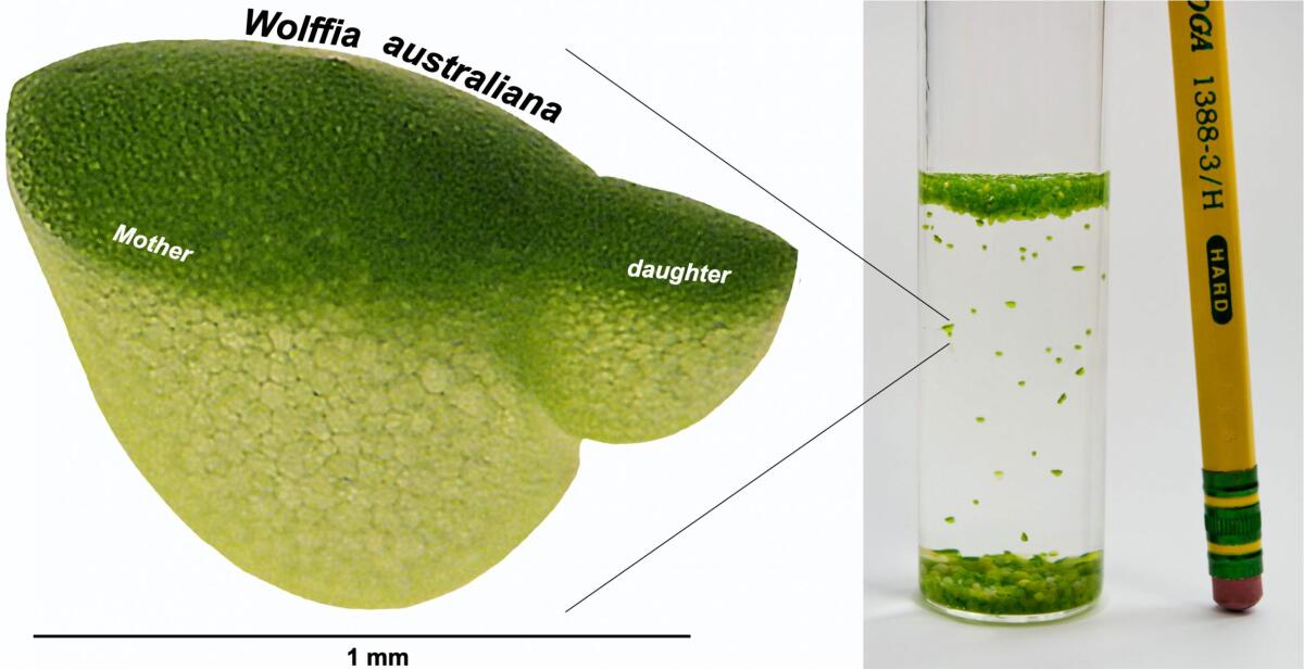 The tiny aquatic plant Wolffia, also known as duckweed, is the fastest-growing plant known.