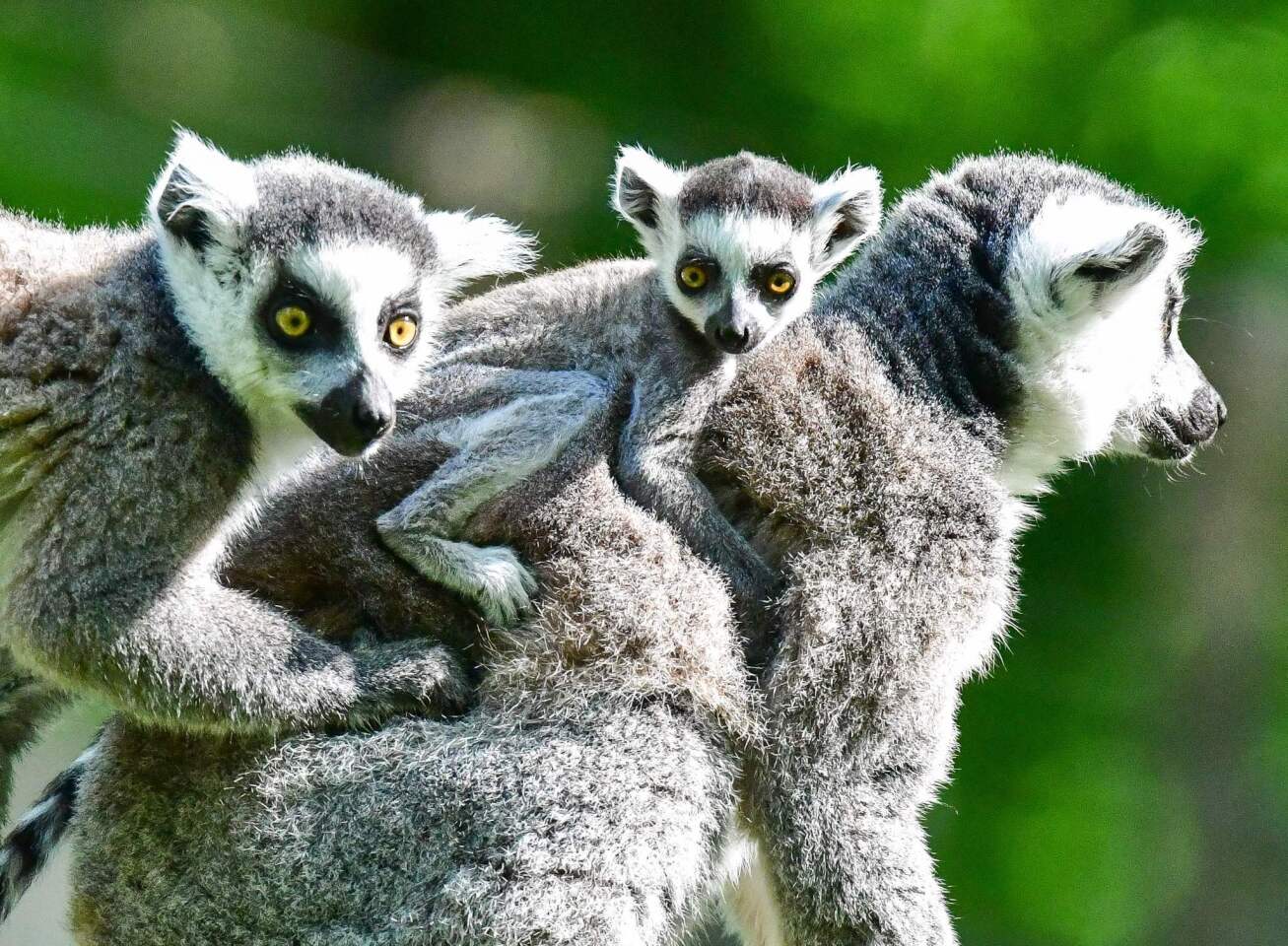 Ring-tailed lemur babies cling to their mother at the zoo in Cottbus, Germany, on May 11, 2016. Three ring-tailed lemurs were born at the zoo in recent weeks.