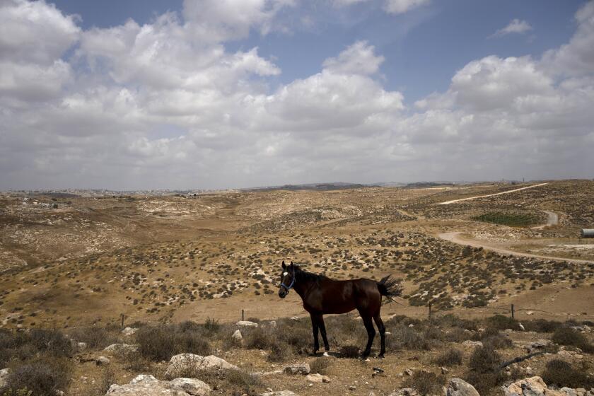 FILE - A horse belonging to Israeli settler Yinon Levi is seen at his farm in the West Bank outpost of Meitarim, Sunday, May 12, 2024. The Israeli government has budgeted millions of dollars in security support for small, unofficial Jewish outposts in the Israeli-occupied West Bank, which is enabling the expansion of Jewish settlements while circumventing the official planning process, according to a human rights group. (AP Photo/Maya Alleruzzo, File)