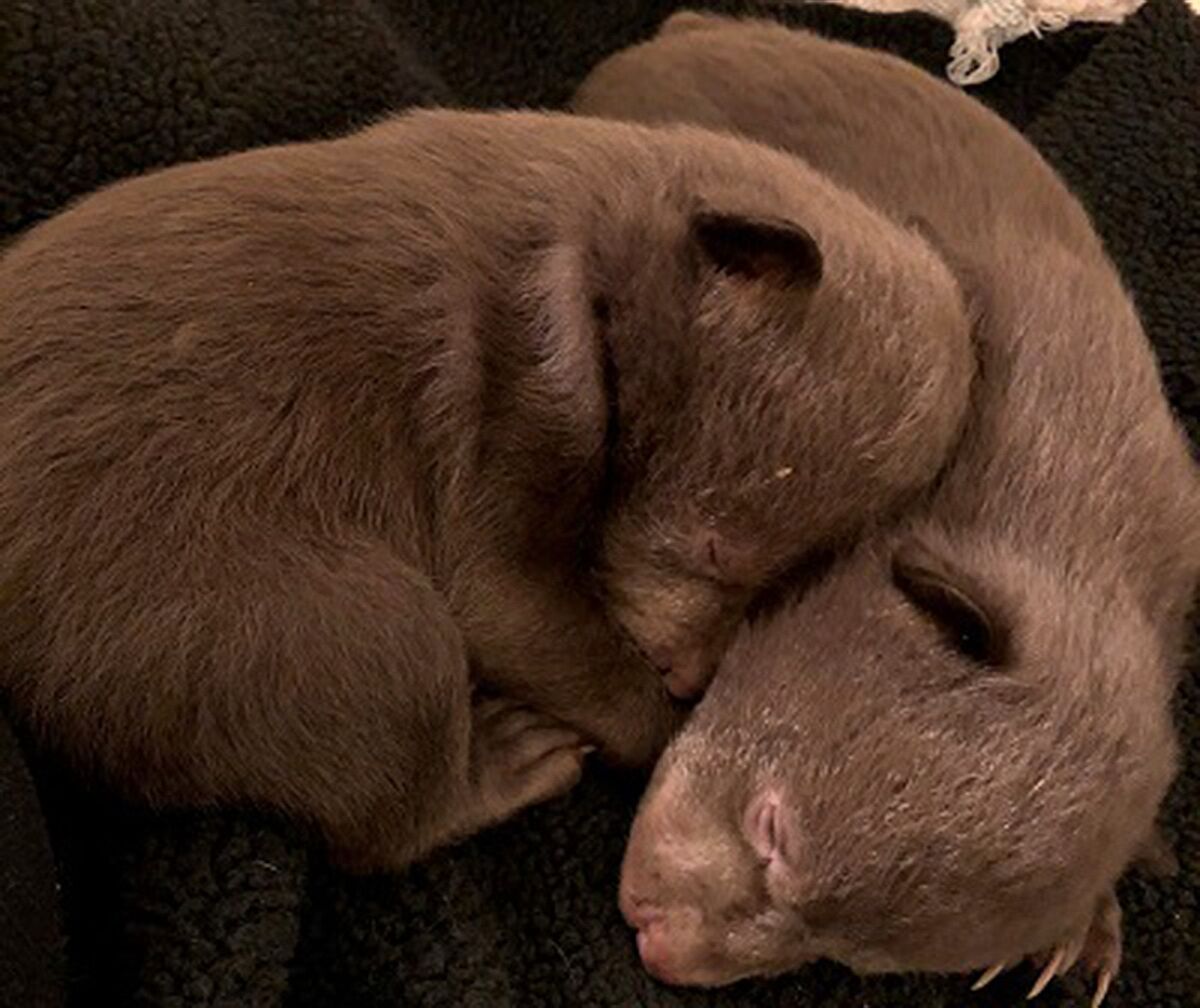 Two tiny brown bear cubs curl up against each other on a blanket