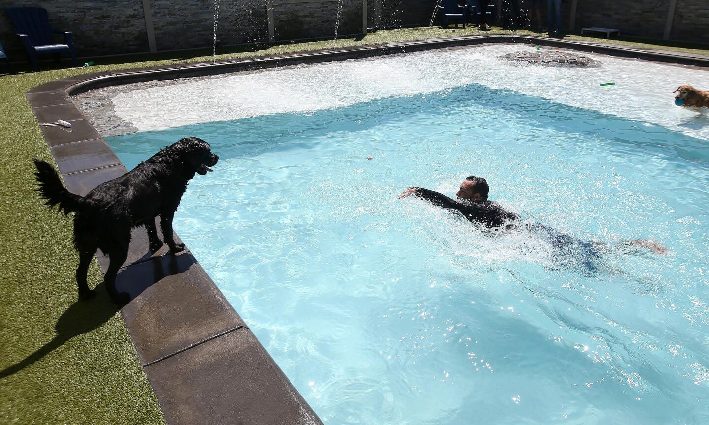 la-bone-adventures-new-swim-club-for-dogs-in-c-011
