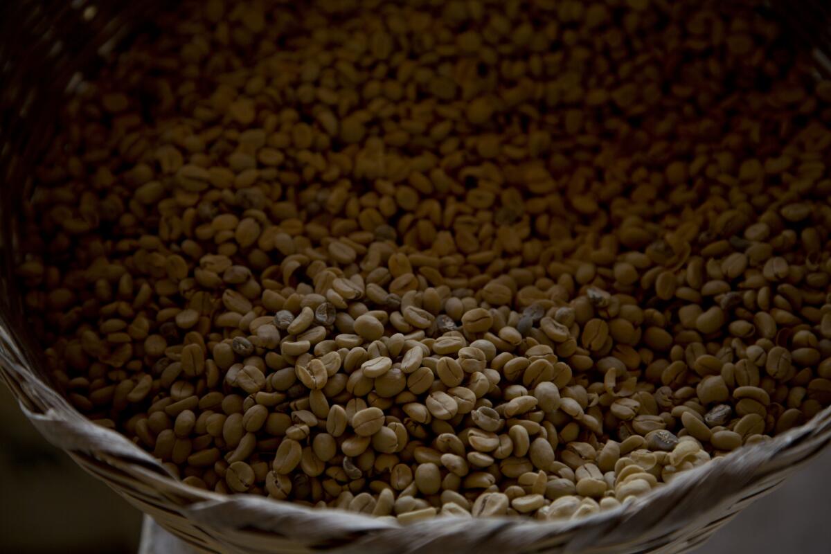ARCHIVO - Esta fotografía del 22 de mayo de 2014 muestra granos de café arábigo 