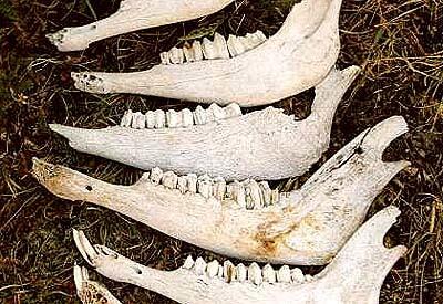 Bighorn Jawbones