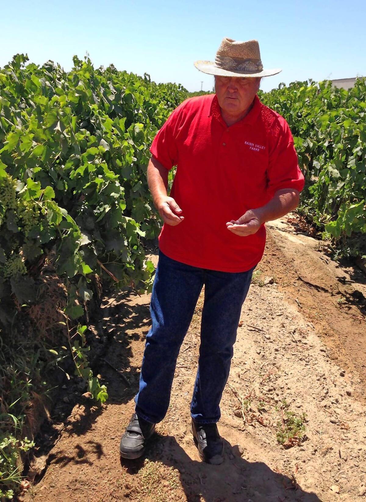 Marvin Horne is shown in his vineyard. He and his wife process 4,500 tons of raisins annually.