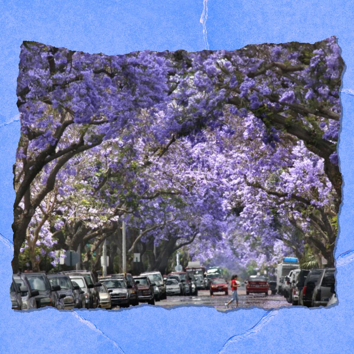 Trees border a city street. The boughs, covered heavily in purple blossoms, meet in the middle to form a canopy.