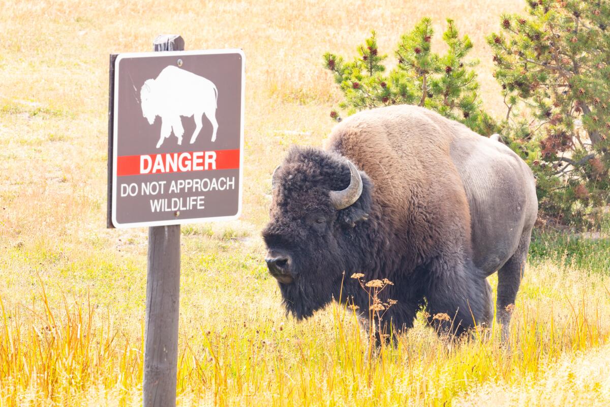 A buffalo stands in a field near a sign that says "Danger: Do not approach wildlife."
