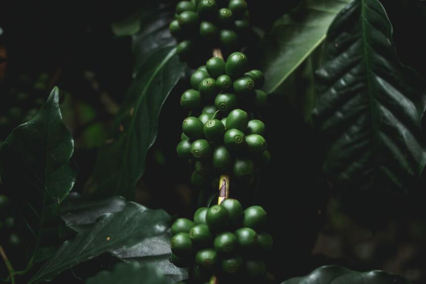 Close-Up Of Coffee Beans Growing On Plants ** OUTS - ELSENT, FPG, CM - OUTS * NM, PH, VA if sourced by CT, LA or MoD **
