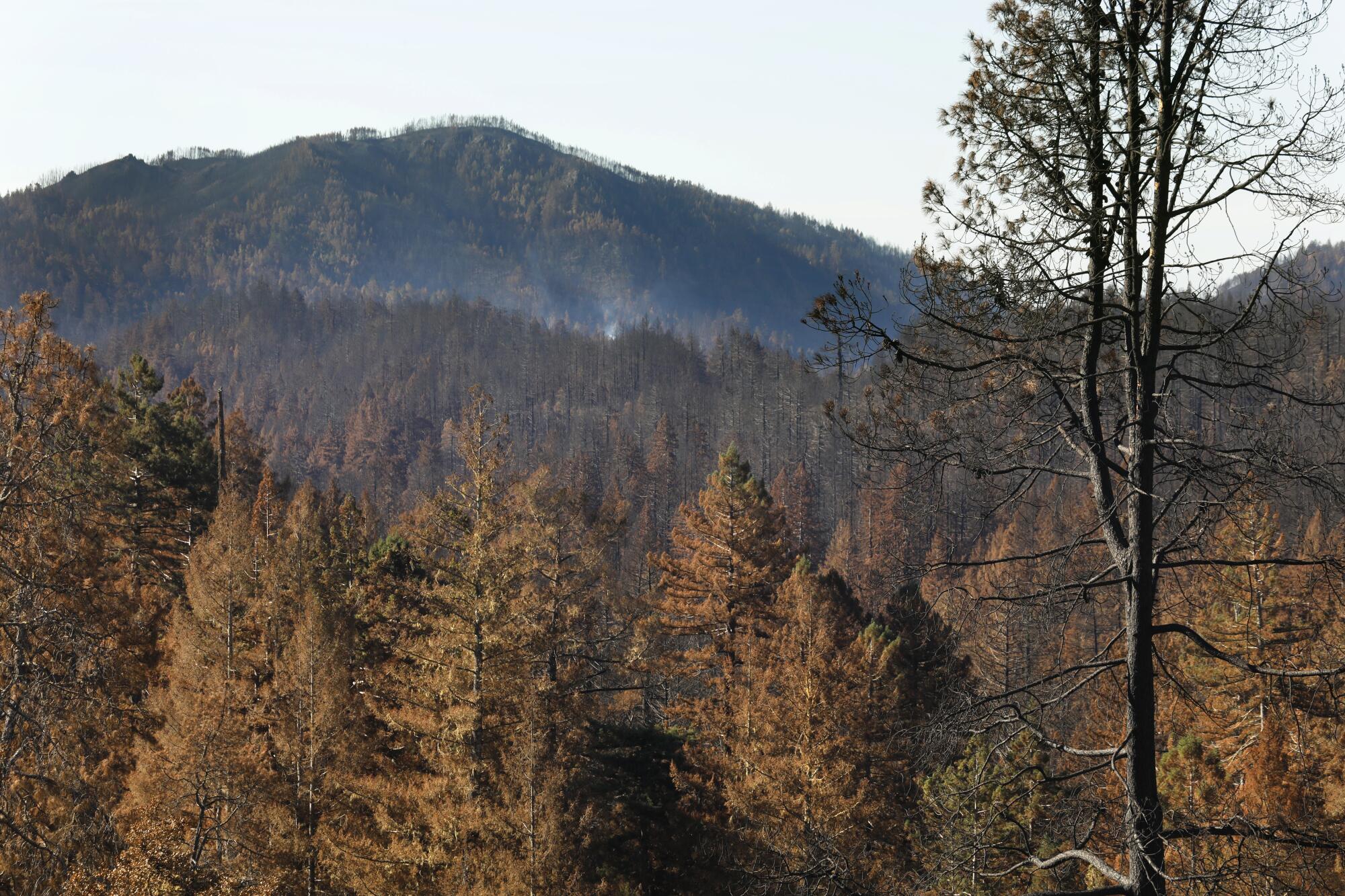 Hills and brown foliage in Big Basin Redwoods State Park.