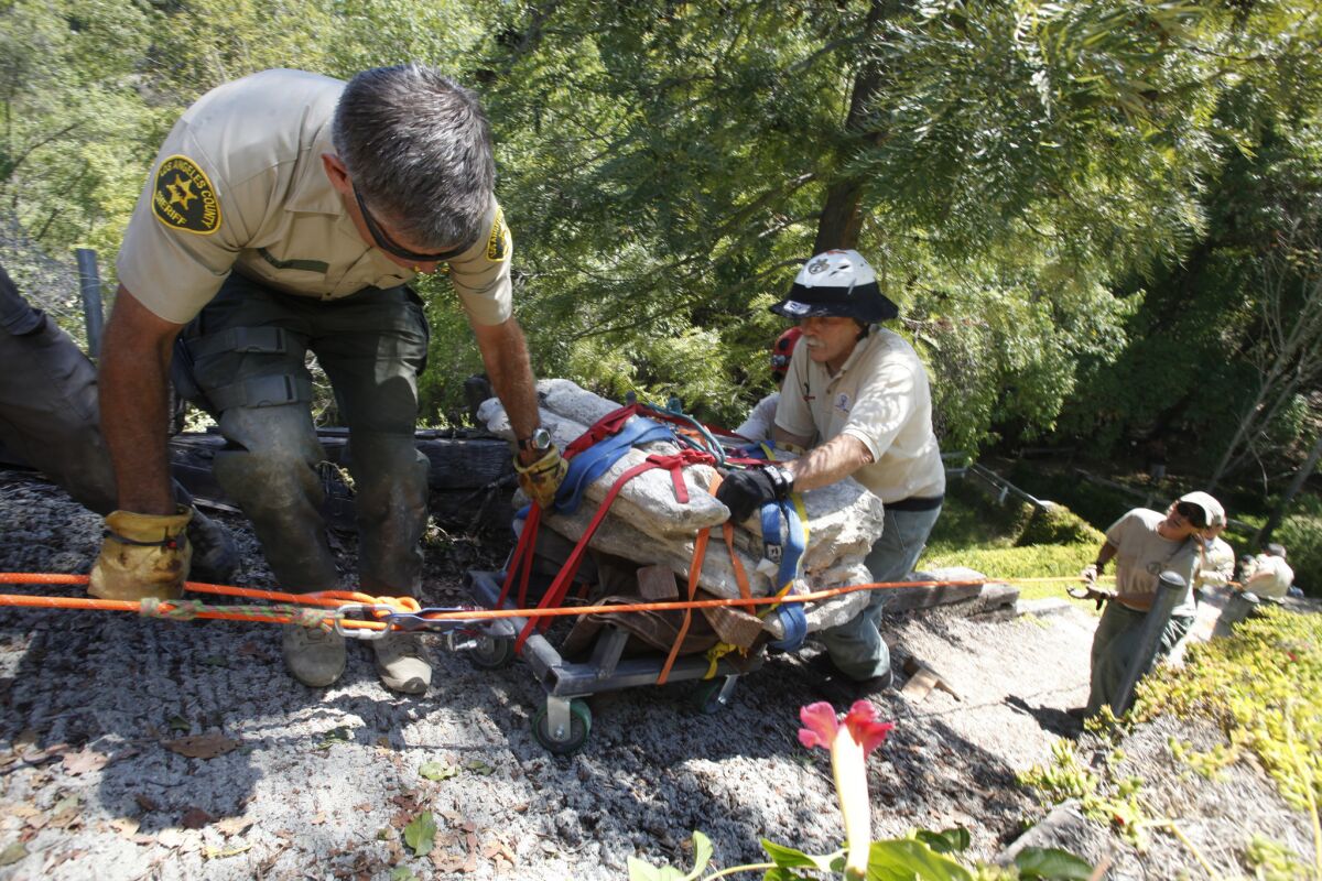 RANCHO PALOS VERDES, CALIFORNIA, AUGUST 1, 2014: (left) Mike Leum, Assistant Direrctor Reserve Chief and John McEntly of The Los Angeles County Sheriff Montrose Mountain Rescue team use their ropes, pulleys, and strength to move a 1,00-pound, 12-million-year-old Baleen whale fossil up a steep hill behind the homes on the 4600 block of Browndeer Lane in Rancho Palos Verdes August 1, 2014 (Mark Boster / Los Angeles Times ).