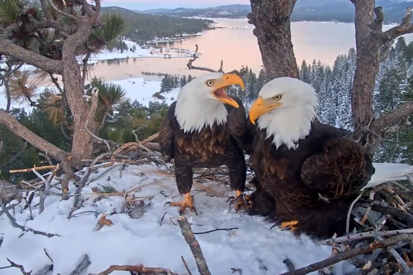 Feb. 20 image of Jackie and Shadow in their nest as seen through the Friend's of Big Bear Valley webcam.
