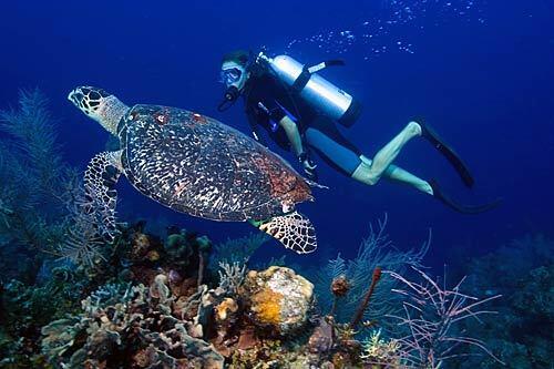 Diving with turtles