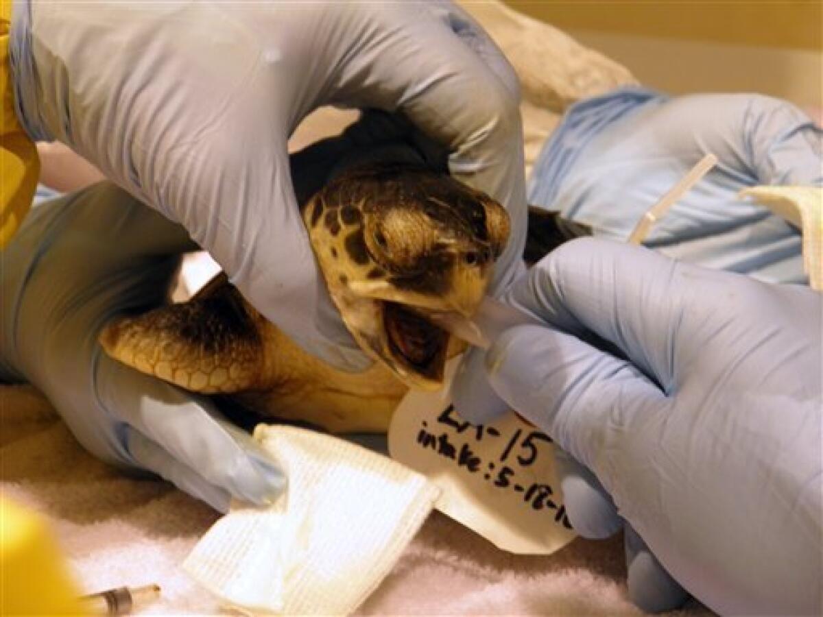 Injured Sea Turtle Gets Cleaned With A Tooth Brush by Stocksy Contributor  Akela - From Alp To Alp - Stocksy
