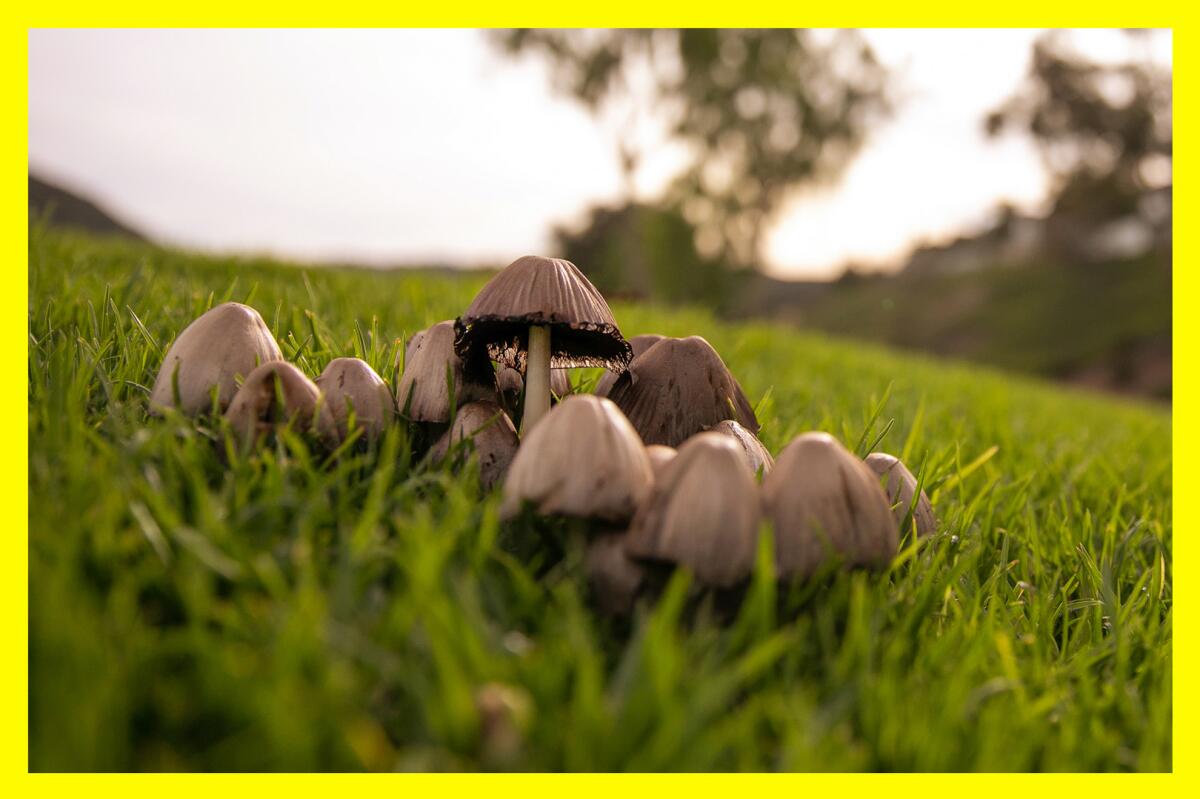 A cluster of mushrooms in the grass