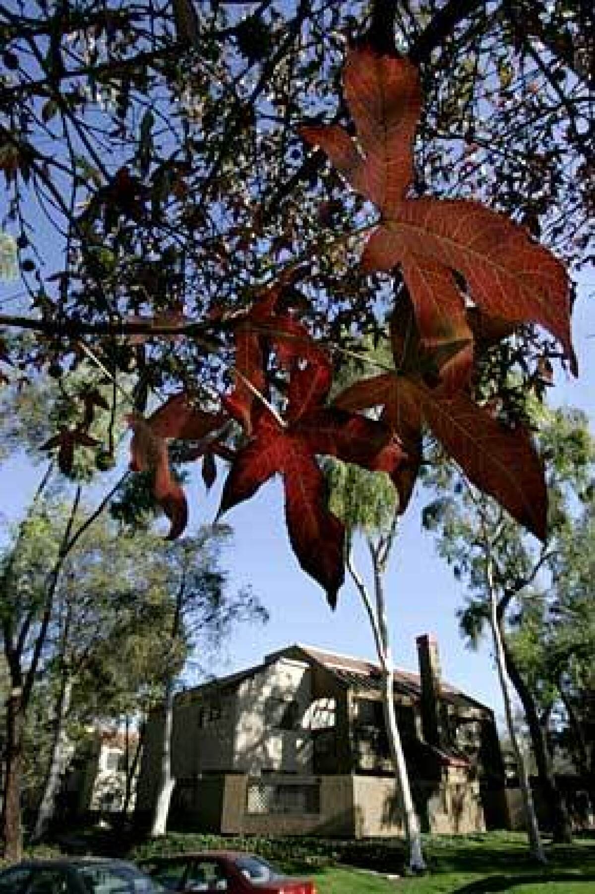 Fall leaves frame a condo complex within UCI's University Hills. The community features condos, houses and rental apartments for university employees.