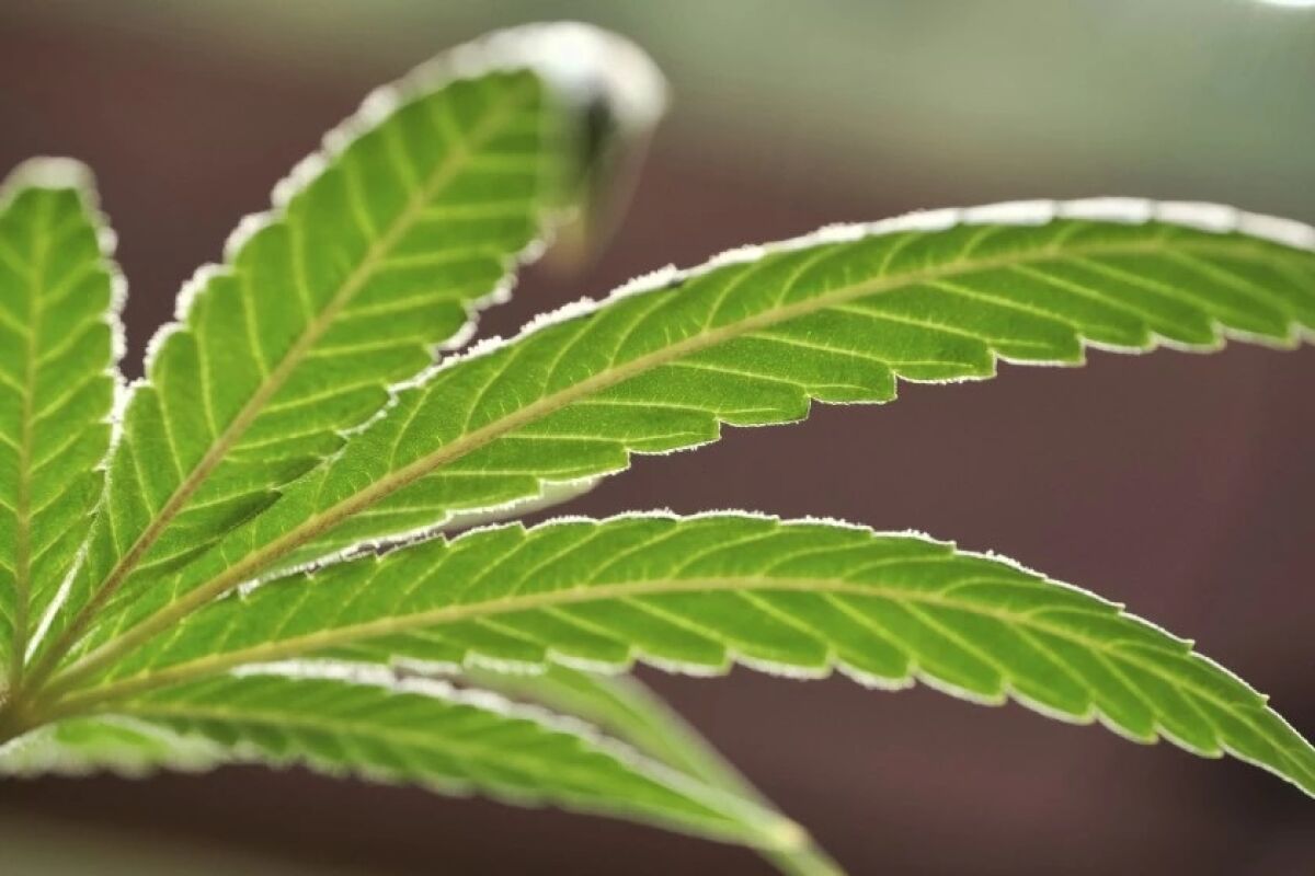 A marijuana leaf on a plant at a cannabis farm in Gardena.
