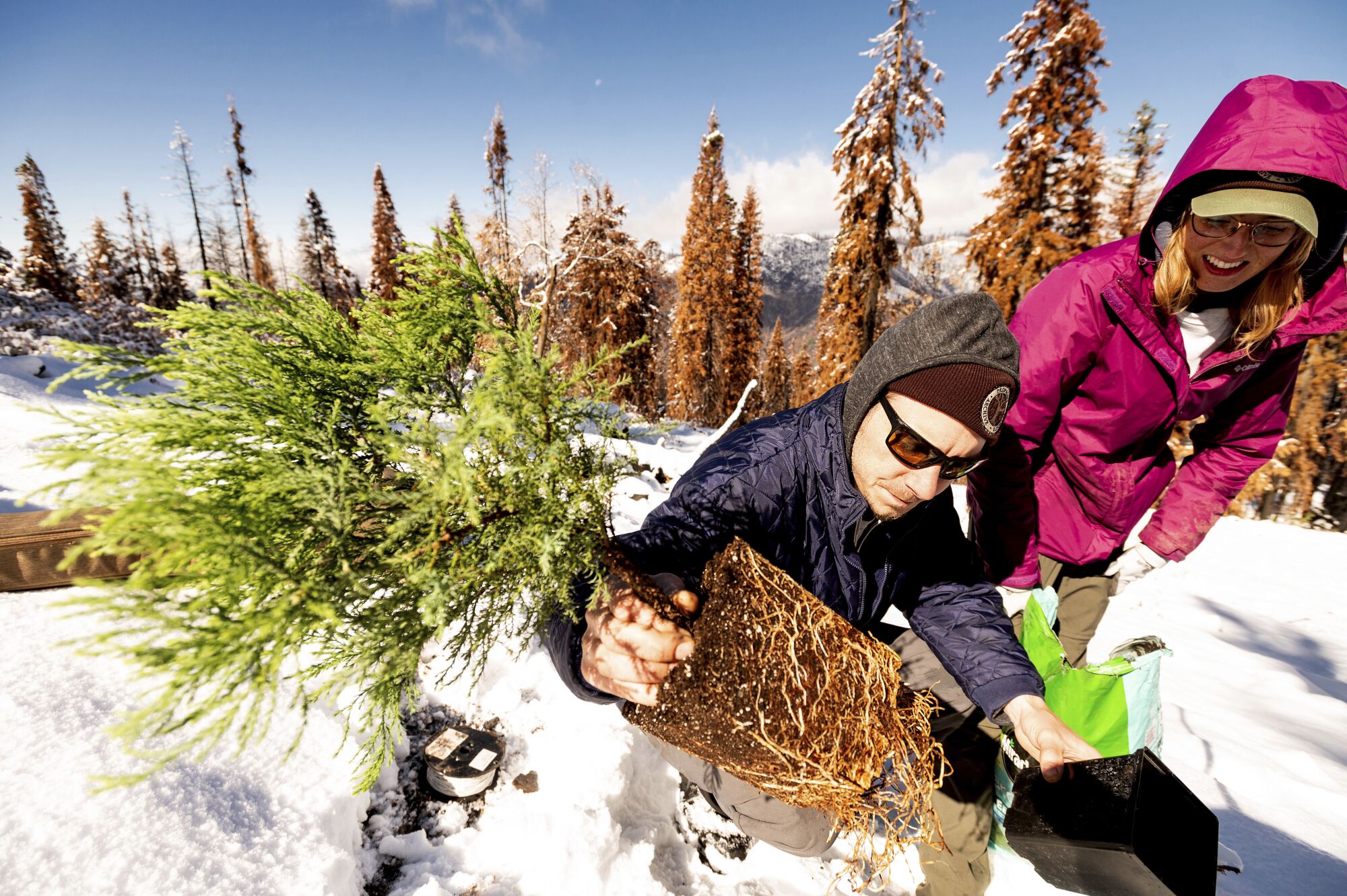 Tom Wall and Rachel Leitz wear jackets and plant a tree in snow-covered earth