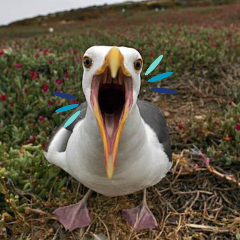 Western gulls nest on Anacapa Island.