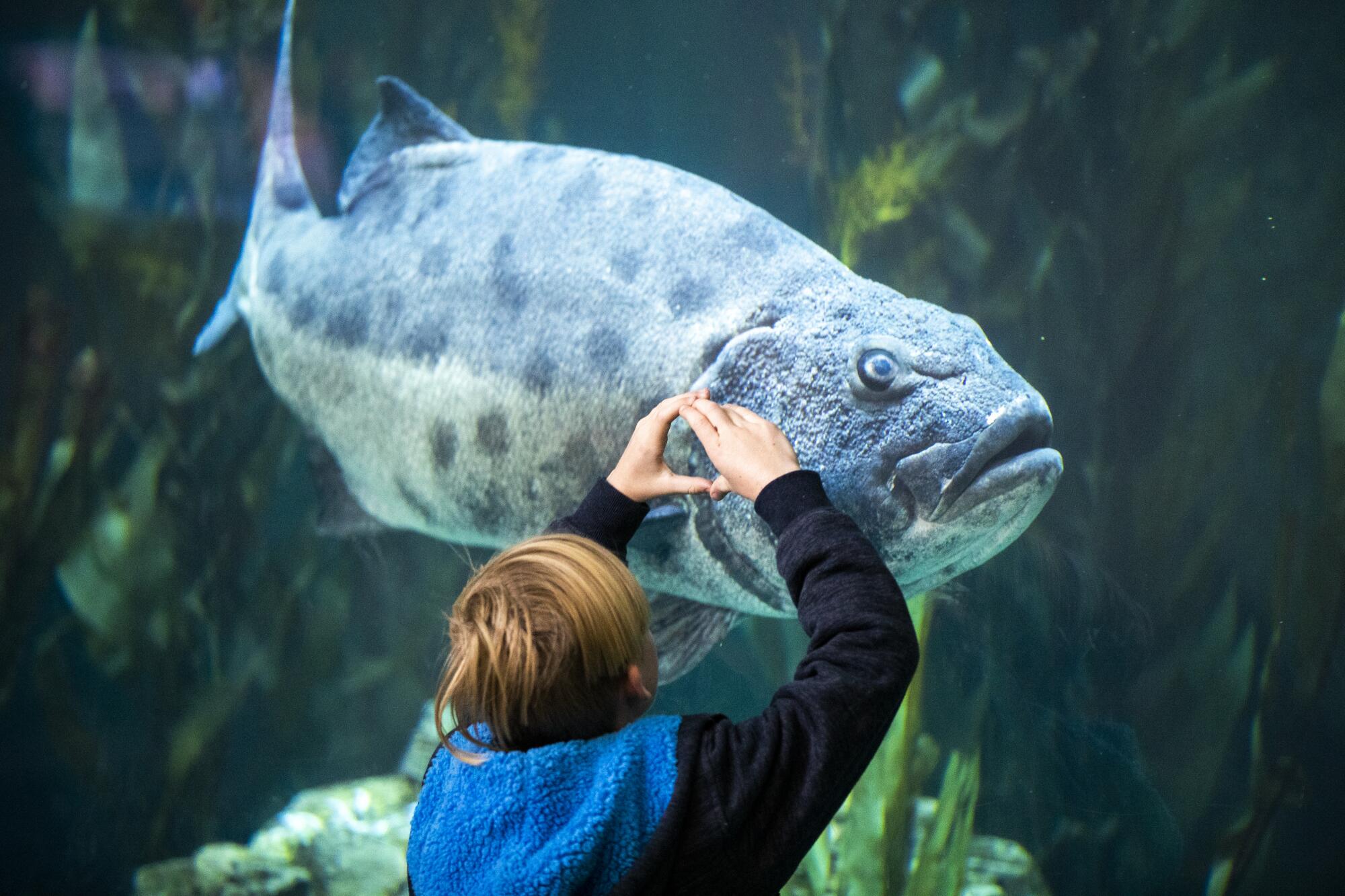 Scientists Reintroduce Giant Sea Bass In California Los Angeles Times