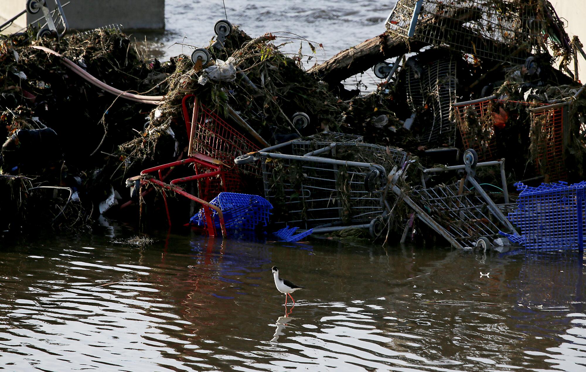 A bird stands near a jumbled mass of shopping carts and debris inundated by water