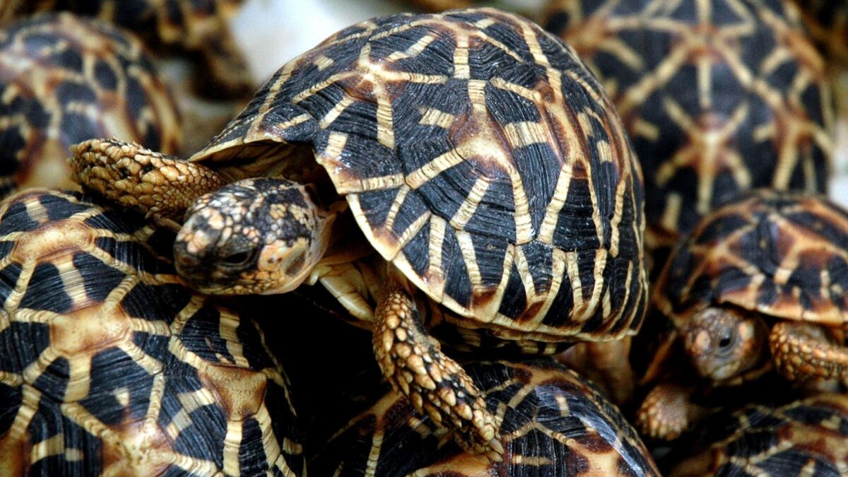 Star tortoises, a protected species, seized by wildlife protection authorities in India.