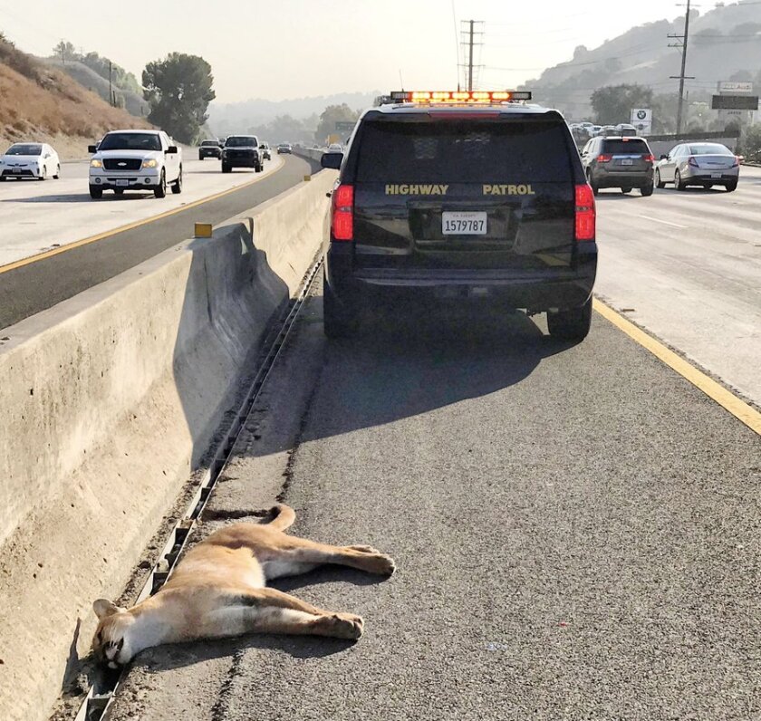 The body of a mountain lion was found on the 101 Freeway in Calabasas on Wednesday morning.