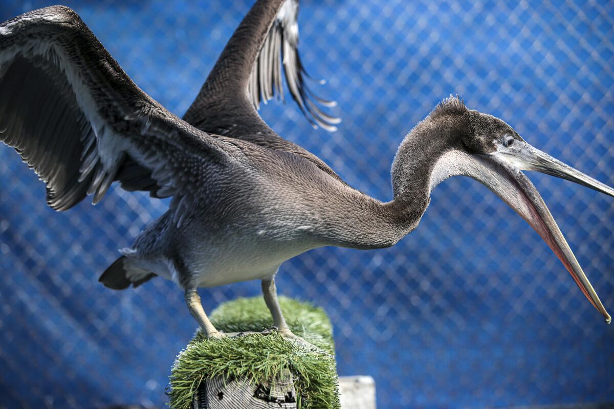 A brown pelican injured by a fish net recuperates at Wetlands and Wildlife Care Center in Huntington Beach.
