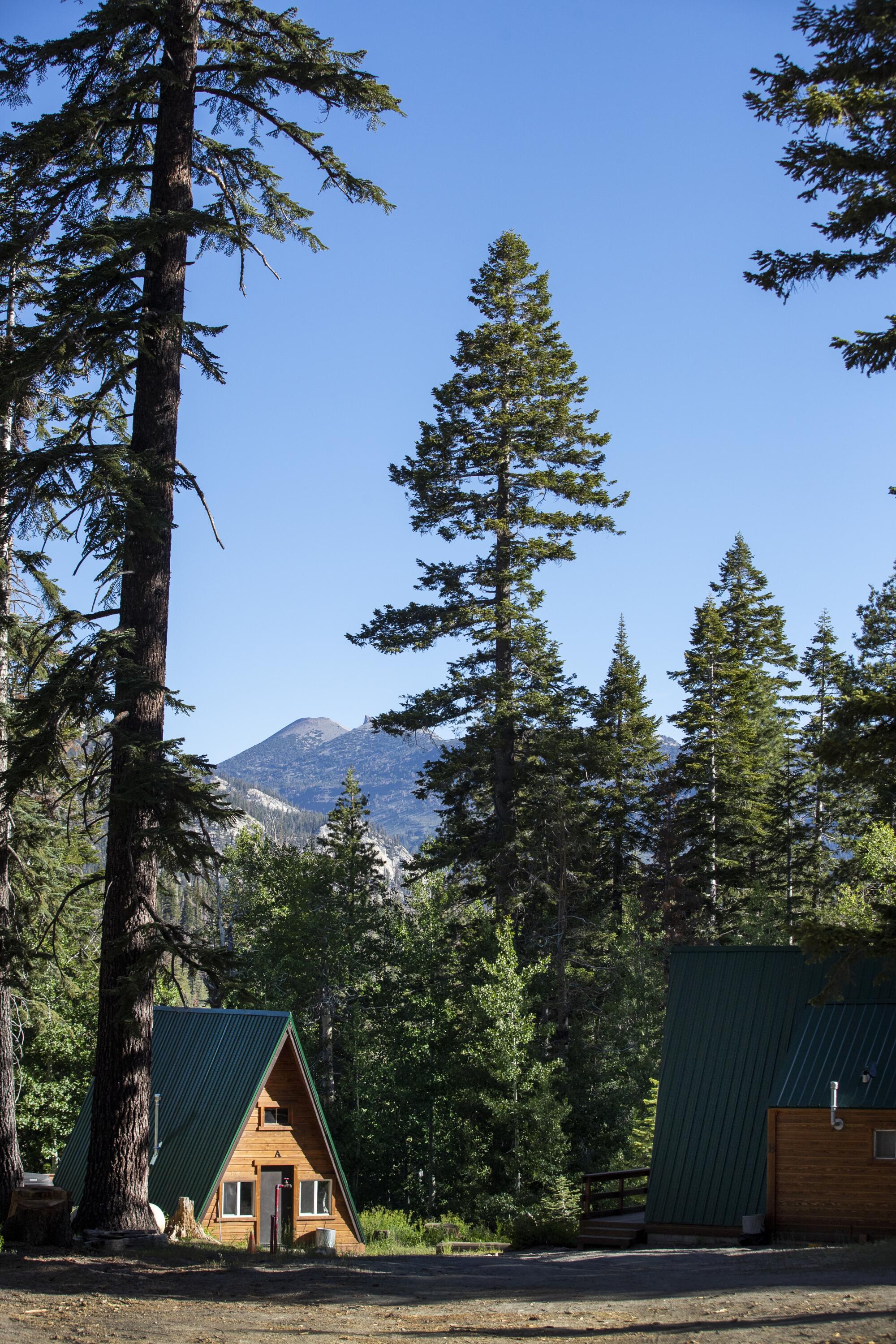 Trees tower above an A-frame cabin.