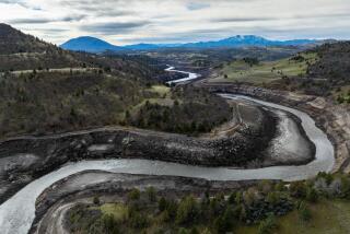 Hornbrook, CA - February 28: The Klamath River runs free through the former Iron Gate Reservoir, cutting through sediments to the river's original course on Wednesday, Feb. 28, 2024 in Hornbrook, CA. (Brian van der Brug / Los Angeles Times)