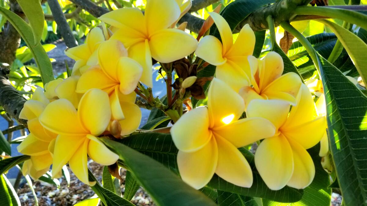 Aztec Gold plumeria 