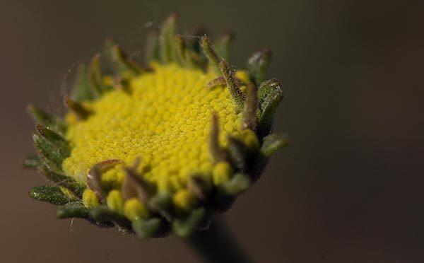 Orcutt's yellow pincushion plant