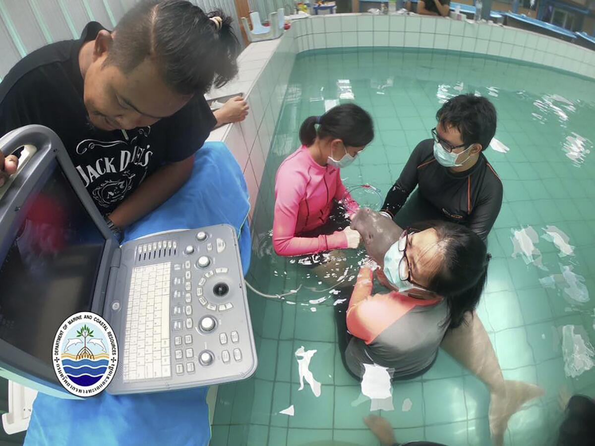 In this Thursday, Aug. 22, 2019. photo, staff of the Department of Marine and Coastal Resources deliver medicine through a feeding tube to Yamil the dugong at Phuket Marine Biological Center. (The Department of Marine and Coastal Resources via AP)