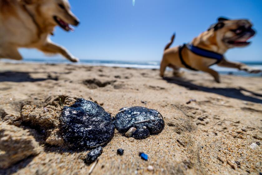 Huntington Beach, CA - March 08: A dog chases another near tar balls in the sand at the high tide line at Huntington Dog Beach in Huntington Beach Friday, March 8, 2024. Roughly 2.5-mile-long oil slick was spotted today off the coast of Huntington Beach, but its source remained unclear. According to the Coast Guard, the slick is about 1.5 miles off the coast. ``Aerial surveys are planned to assess the size and potential impacts,'' Coast Guard officials said on social media. Photo taken in Huntington Beach Friday, March 8, 2024. (Allen J. Schaben / Los Angeles Times)