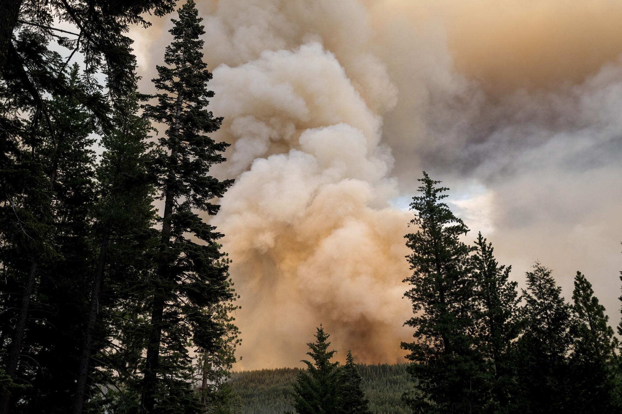 The Dixie fire burns amid billowing smoke and green trees