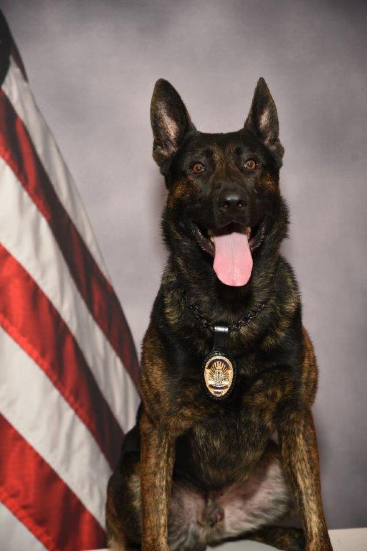 Rex, a police dog in the city of Pasadena, was injured by a burglary suspect, authorities said.