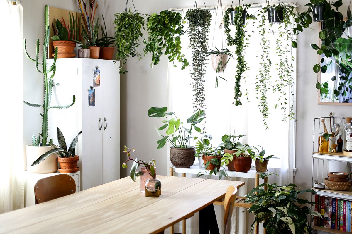 Plants adorn Danae Horst's kitchen.