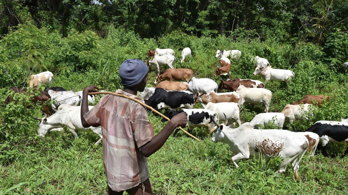 A shepherd watches his cows in June 2016 in the bush near Bouake, central Ivory Coast. According to specialists gathered in Abidjan, trade of cattle increased by nearly 20% in West Africa and represents an important source of income, ensuring food security for millions.