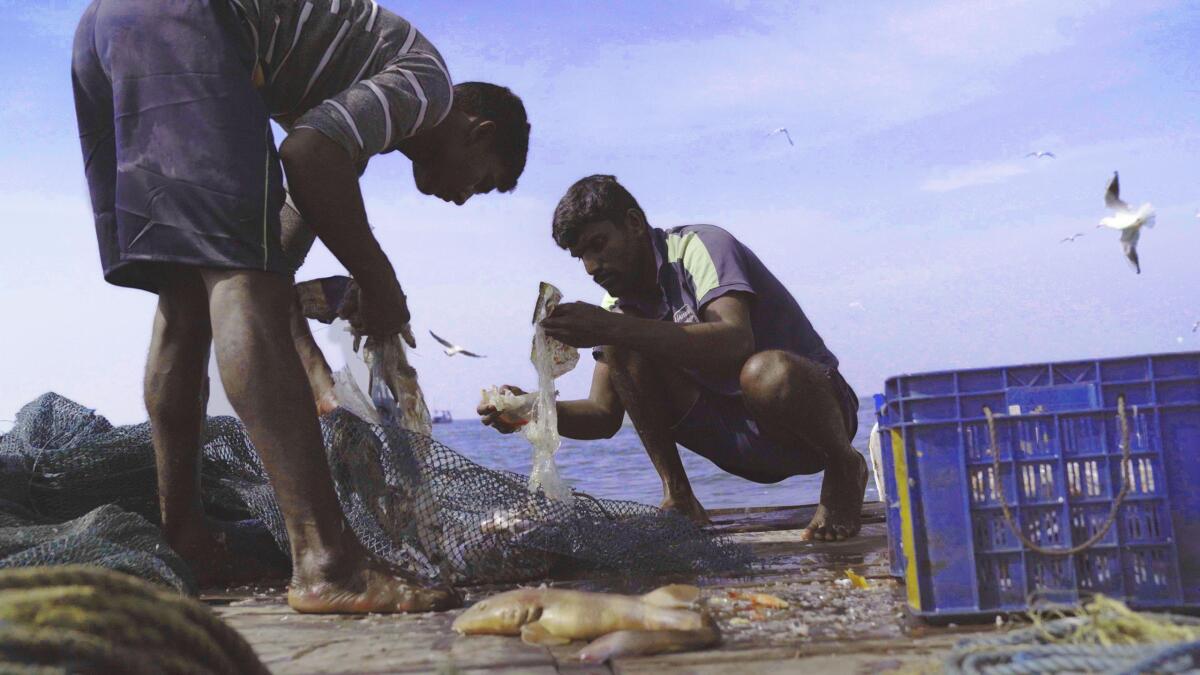 Two men collecting fish out of a net